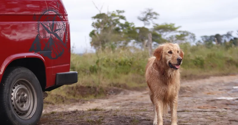 Peut-on laisser un chien dans un van ?