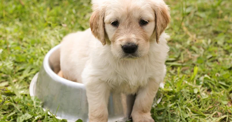 Vivre et travailler en van avec un chien : la vraie organisation