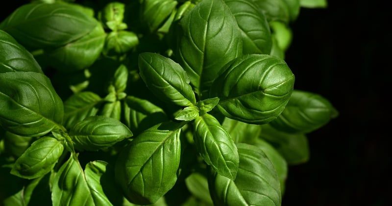 10 spécialités culinaires à goûter absolument en Italie