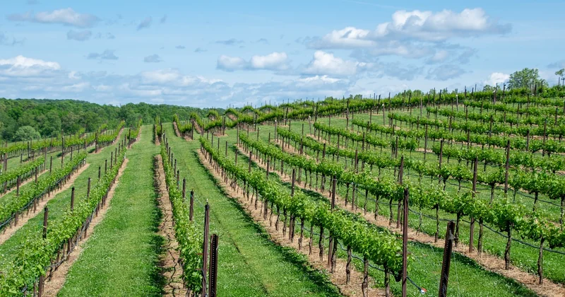 Le circuit vélo dans le vignoble bordelais : facile, mais attention au vent