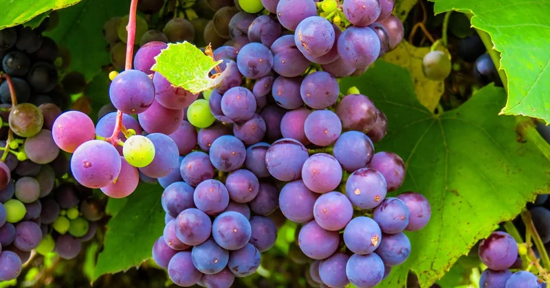 Quand partir : vendanges, fermetures et affluence